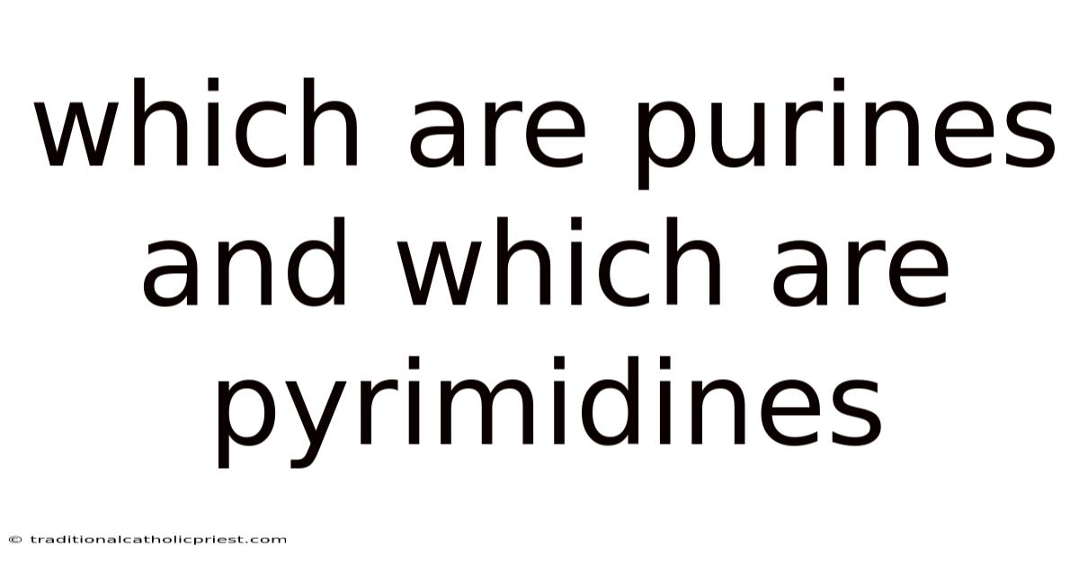 Which Are Purines And Which Are Pyrimidines