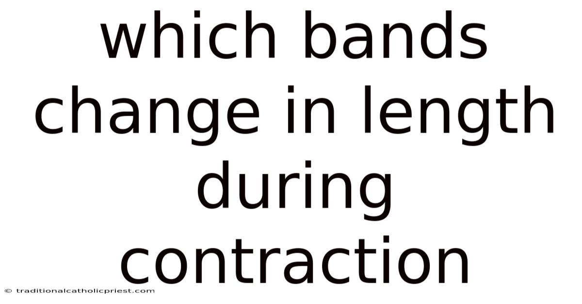 Which Bands Change In Length During Contraction
