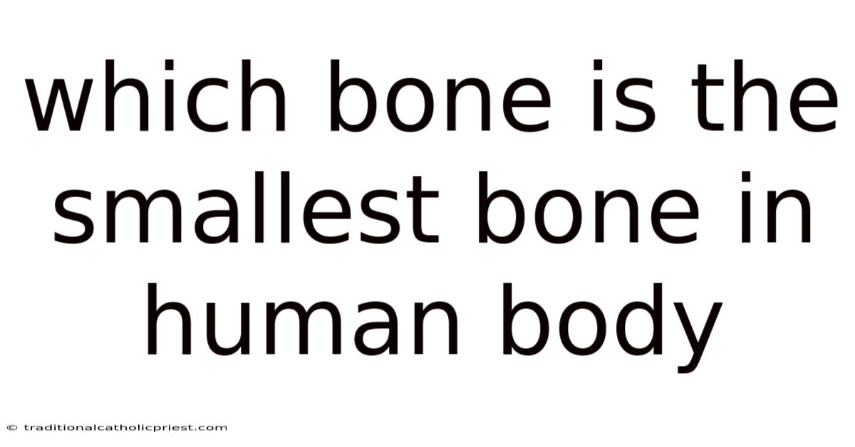 Which Bone Is The Smallest Bone In Human Body
