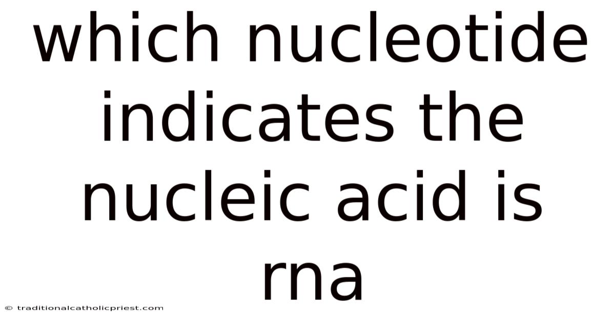 Which Nucleotide Indicates The Nucleic Acid Is Rna