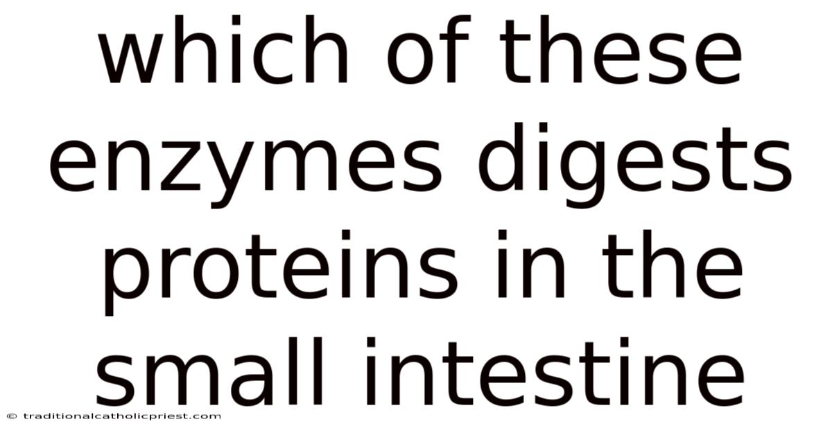 Which Of These Enzymes Digests Proteins In The Small Intestine