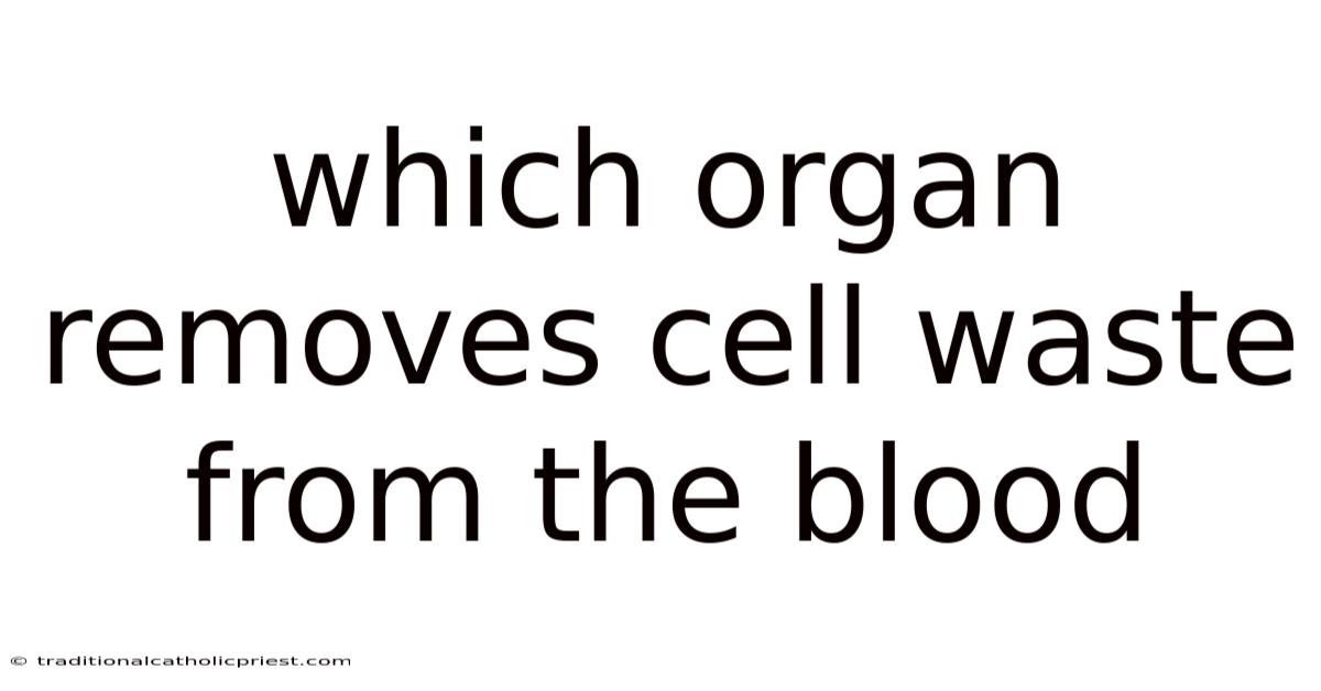 Which Organ Removes Cell Waste From The Blood