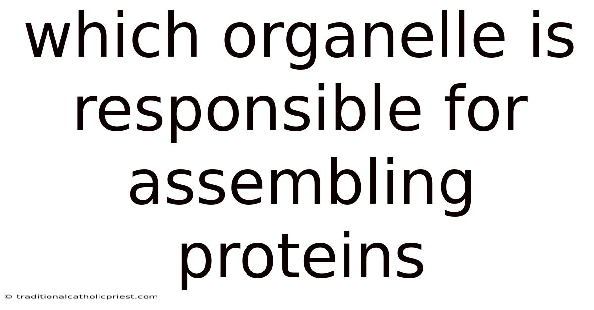 Which Organelle Is Responsible For Assembling Proteins