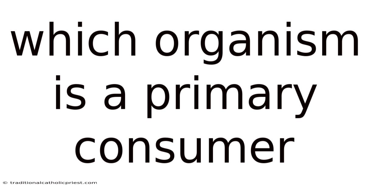 Which Organism Is A Primary Consumer