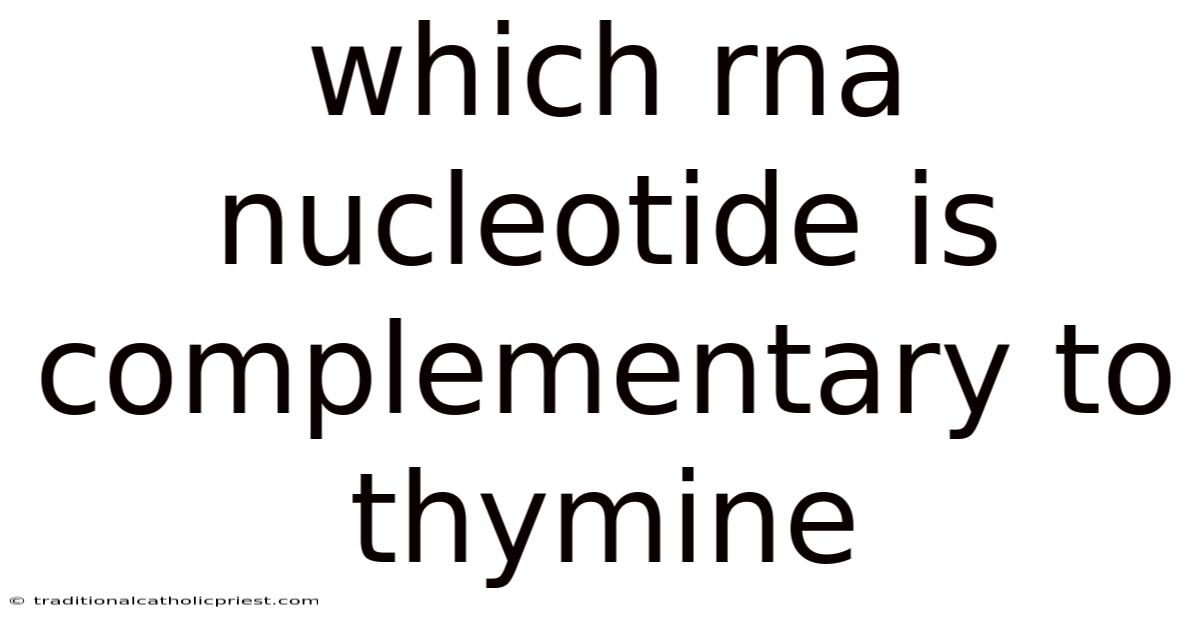 Which Rna Nucleotide Is Complementary To Thymine