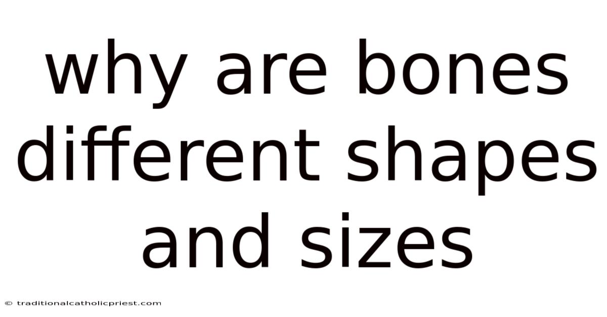 Why Are Bones Different Shapes And Sizes