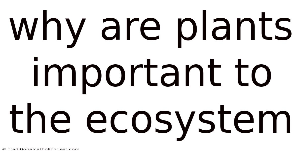 Why Are Plants Important To The Ecosystem