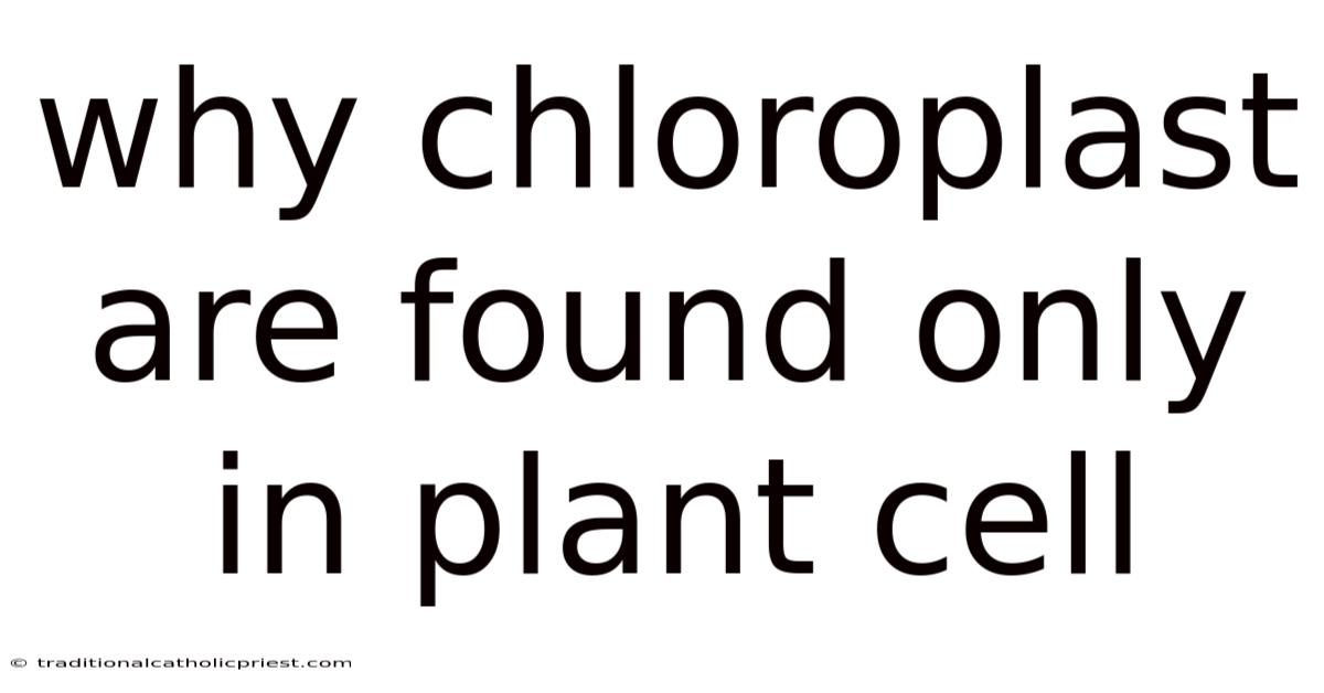 Why Chloroplast Are Found Only In Plant Cell