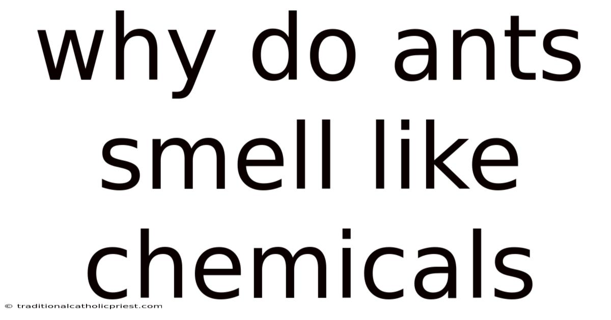 Why Do Ants Smell Like Chemicals