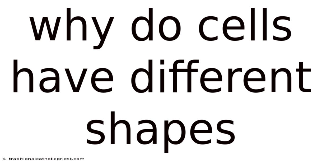 Why Do Cells Have Different Shapes