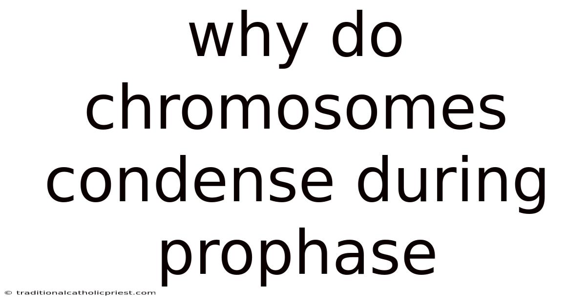 Why Do Chromosomes Condense During Prophase