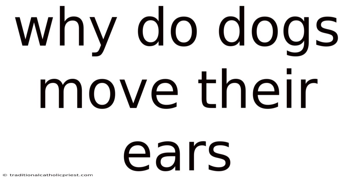 Why Do Dogs Move Their Ears