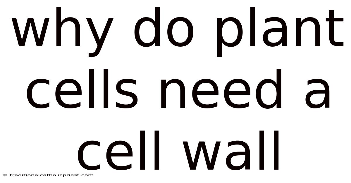 Why Do Plant Cells Need A Cell Wall