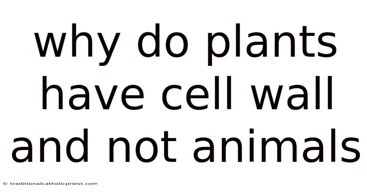 Why Do Plants Have Cell Wall And Not Animals