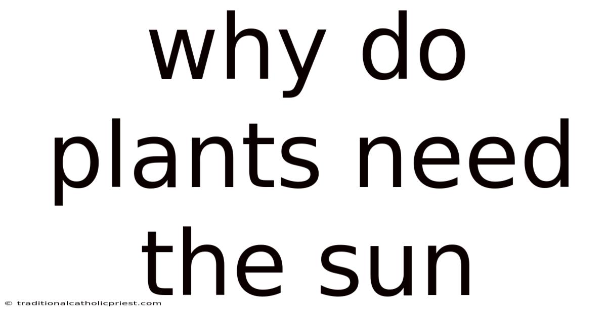 Why Do Plants Need The Sun