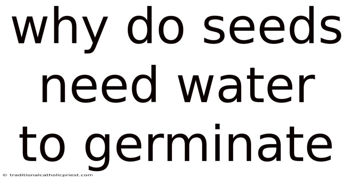 Why Do Seeds Need Water To Germinate