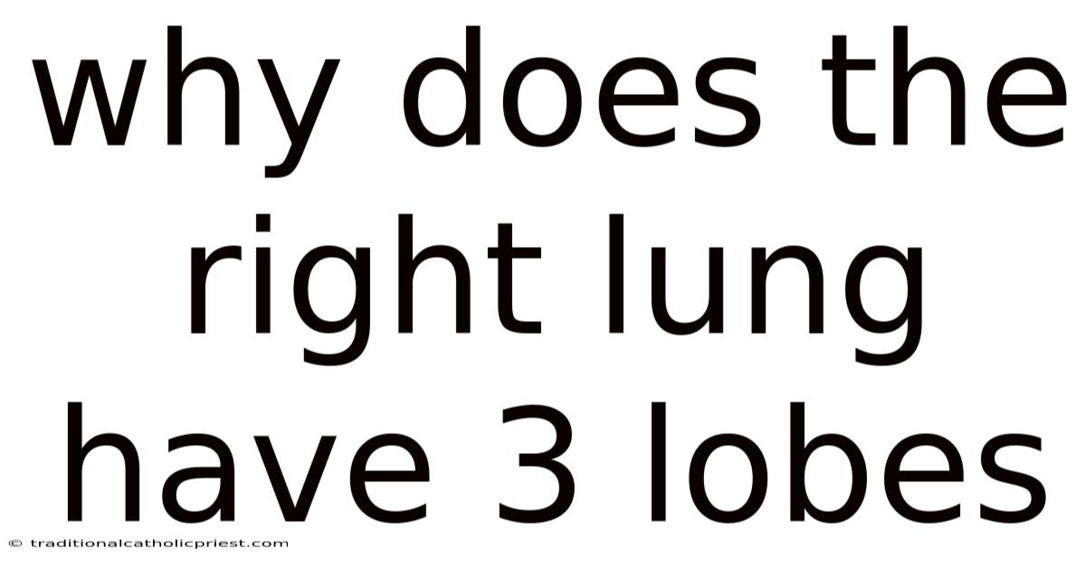 Why Does The Right Lung Have 3 Lobes