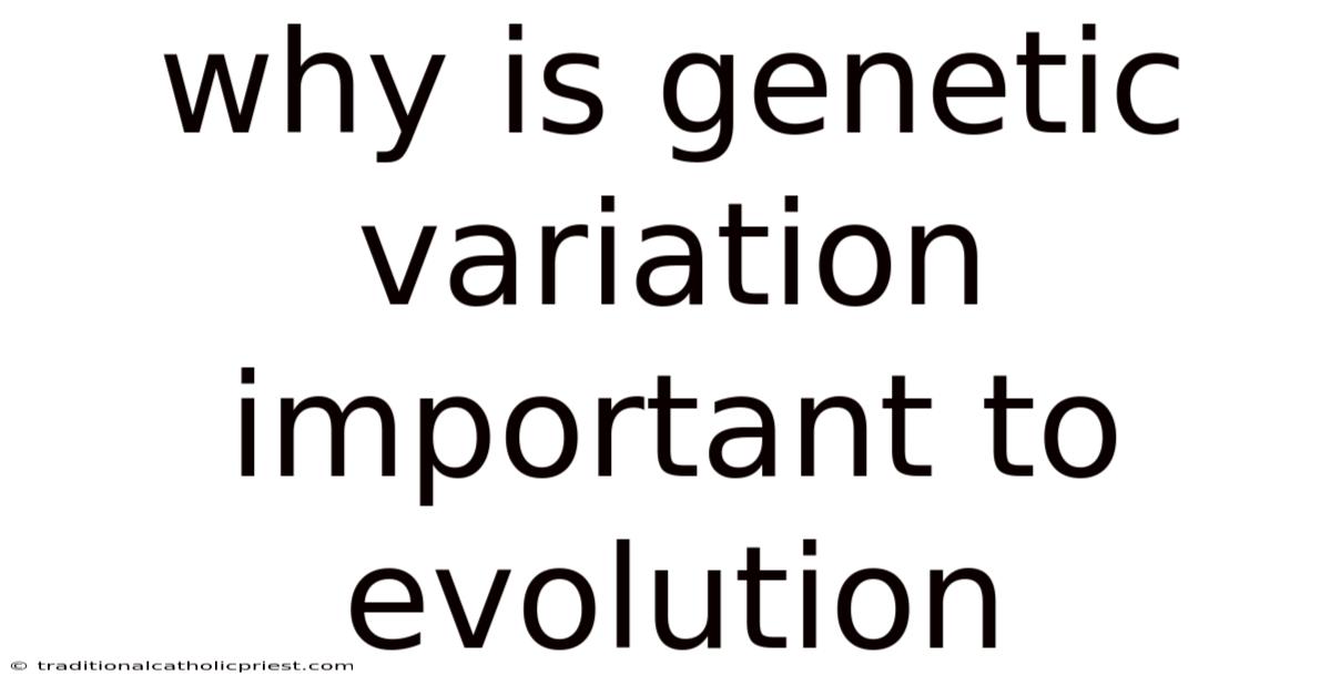 Why Is Genetic Variation Important To Evolution