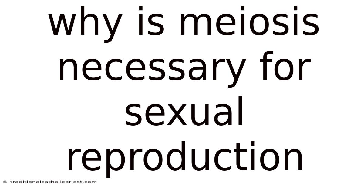 Why Is Meiosis Necessary For Sexual Reproduction