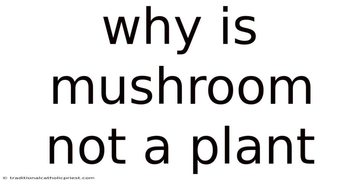 Why Is Mushroom Not A Plant