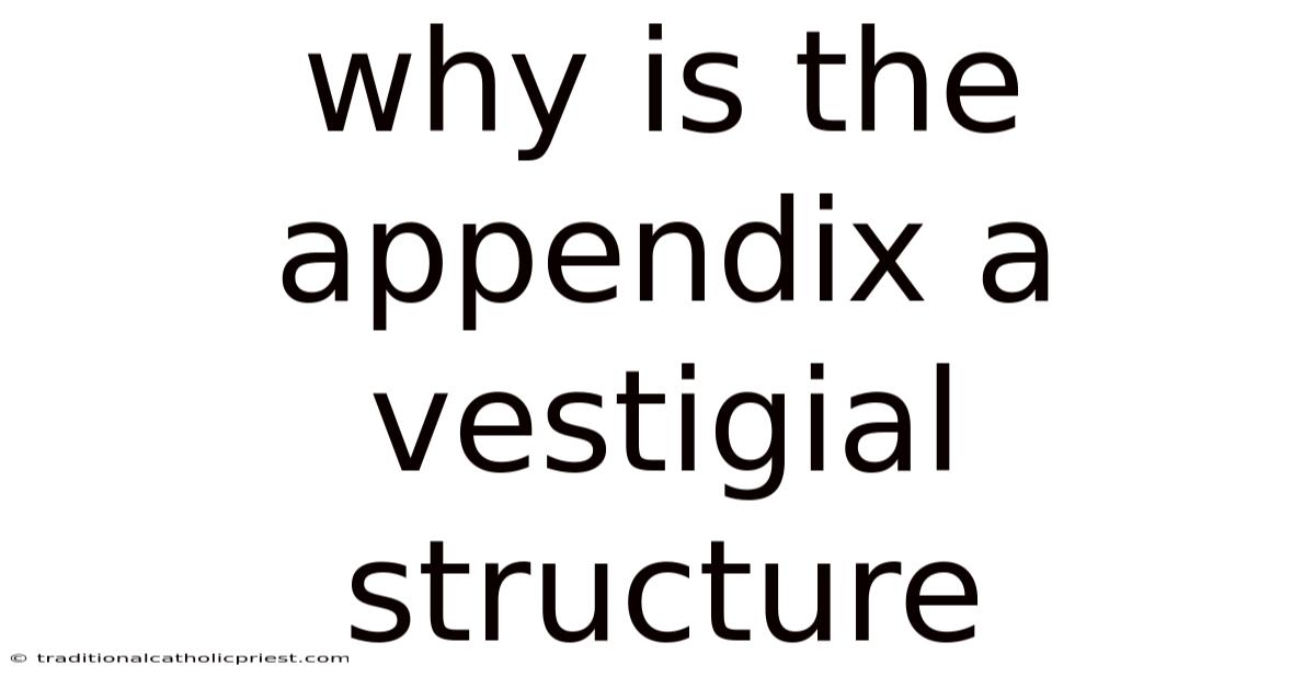 Why Is The Appendix A Vestigial Structure