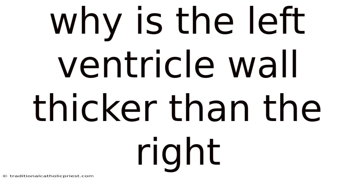 Why Is The Left Ventricle Wall Thicker Than The Right