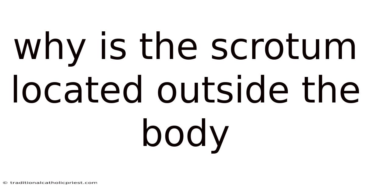 Why Is The Scrotum Located Outside The Body