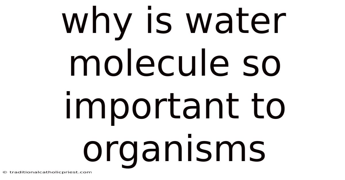 Why Is Water Molecule So Important To Organisms